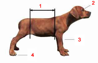 Rhodesian Ridgeback - image